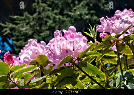 Rhododendron White Pearl (Halopeanum) botanischer Garten, San Francisco, Kalifornien, USA Stockfoto