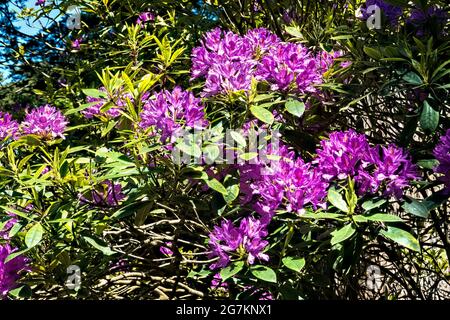 Rhododendron ponticum, botanischer Garten, San Francisco, Kalifornien, USA Stockfoto