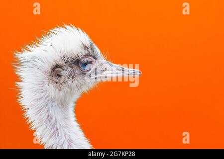 Porträt eines Straußenkopfprofils.Vogel-Strauß mit lustigem Blick auf einem orangen Hintergrund.Nahaufnahme.Raum kopieren. Stockfoto