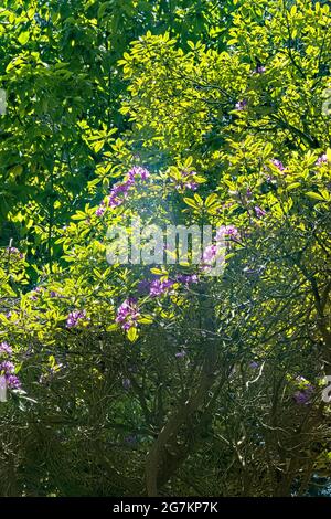 Rhododendron ponticum, botanischer Garten, San Francisco, Kalifornien, USA Stockfoto