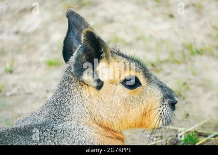 Porträt der Patagonischen Mara. Dolichotis patagonum. Großer Hase mit braunem Fell. Stockfoto