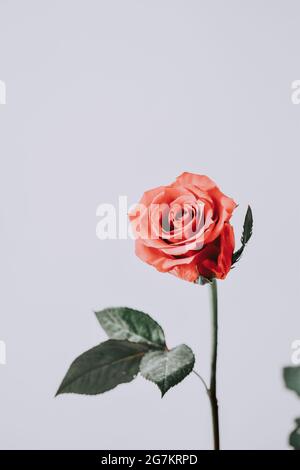 Nahaufnahme einer schönen Rose Stockfoto