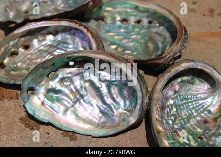 Abalone-Muscheln, die glänzendes Interieur offenbaren Stockfoto