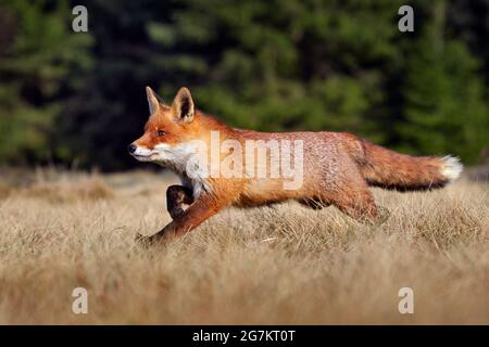 Rotfuchs, Vulpes vulpes, schönes Tier auf grasbewachsenen Wiesen, im Naturraum, Abendsonne mit schönem Licht, Deutschland. Stockfoto