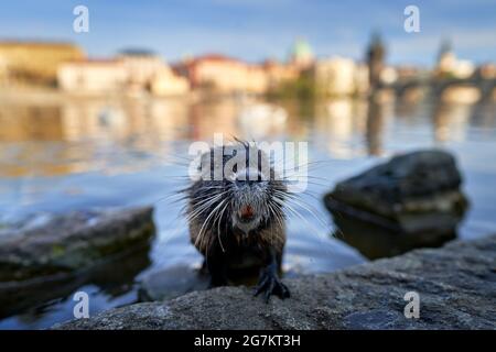 Nutria, Weitwinkel mit Flussstadt Lebensraum, Moldau, Prag, Tschechische Republik. Myocastor coypus, große Maus mit großem Zahn mit Haus und Brücke, Urben wi Stockfoto