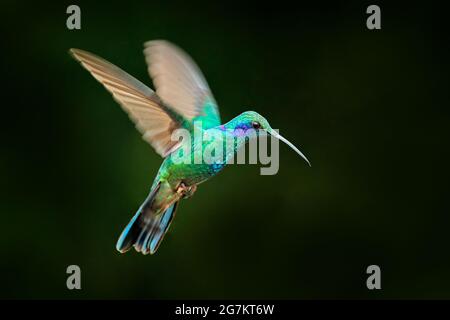 Grünes Violett-Ohr, Colibri thalassinus, grüner und blauer Kolibri mit grünem Wald im Hintergrund, Savegre, Costa Rica. Wildlife-Szene aus Dschungel Nat Stockfoto