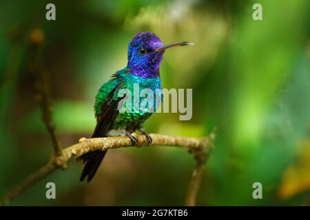 Goldschwanzsapphire, Chrysuronia oenone, Sumaco-Napo-Galleras-Nationalpark in Ecuador. Grün blauer Kopf Kolibri sitzt auf dem Ast in der for Stockfoto