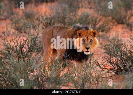 Kgalagadi Löwe im dunklen Morgen, Botswana. Löwe mit schwarzer Mähne, großes Tier im Lebensraum. Gesicht Porträt der afrikanischen gefährlichen Katze. Wildlife-Szene aus Stockfoto