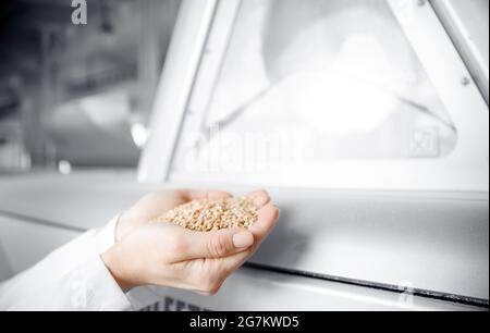 Closeup-Hände Arbeiter hält Getreide für die Produktion von weißem Mehl in automatisierten modernen Mühle Banner. Stockfoto