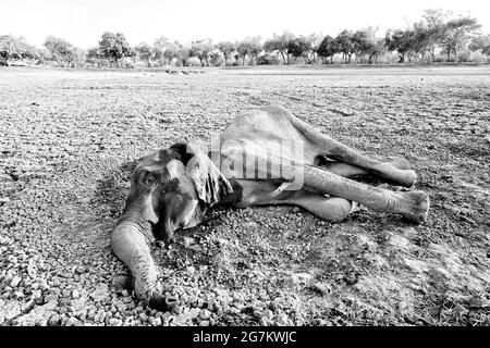 Elefant im Mana Pools NP, Simbabwe in Afrika. Großes Tier im alten Wald, Abendlicht, Sonnenuntergang. Magische Wildtierszene in der Natur. Afrikanischer Elefant Stockfoto