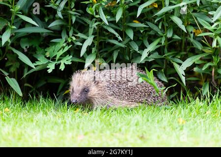 Igel (Erinaceus europaeus) im britischen Garten in der Abenddämmerung Stockfoto