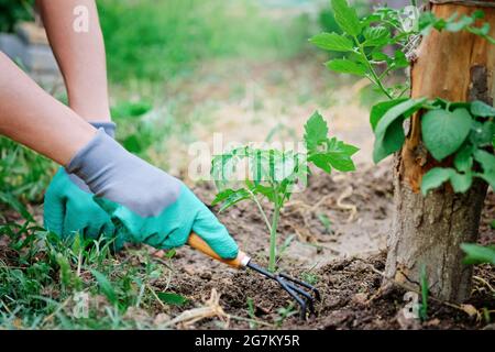 Das Anpflanzen von Tomaten in Nahaufnahme Pflege für Setzlinge. Gärtner, der im Gewächshaus Sprossen anbaut und anbaut. Rechen und Schaufel. Reihe der Pflanzen von Gemüse.. Stockfoto