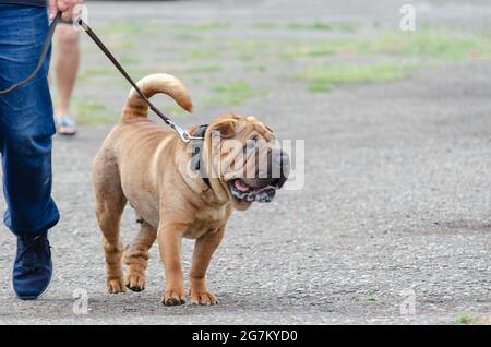 Unterer Abschnitt eines Mannes, der sein Haustier an der Leine führt. Moderner Fleischmund Shar Pei. Lifestyle. Stockfoto