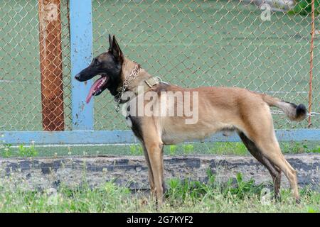 Belgischer Schäferhund oder der Chien de Berger Belge. Hunderasse wurden als Hüter, Assistenz, Begleiter, Erkennung, Wache, Führer, Polizei und Meer Stockfoto