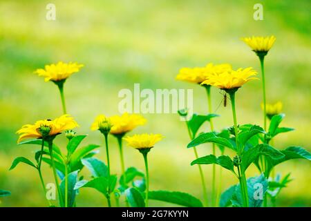 Falsche Sonnenblume in Nahaufnahme mit grünem Hintergrund. Heliopsis. Ochsenauge. Stockfoto