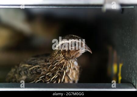 Einheimische japanische Wachtel in einem Käfig in einem Hühnerstall, aus der Nähe gehalten Stockfoto