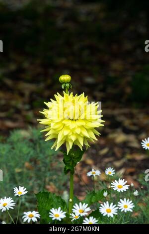 Dahlia Trooper Dan blüht in einem englischen Garten. VEREINIGTES KÖNIGREICH Stockfoto