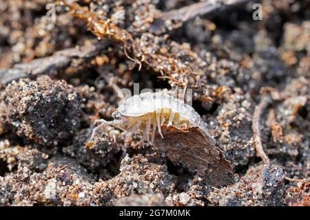 Holzhaus in Nahaufnahme. Porcellio Scaber. Insekt in einem detaillierten Bild in einer natürlichen Umgebung. Fehler aussäen. Stockfoto