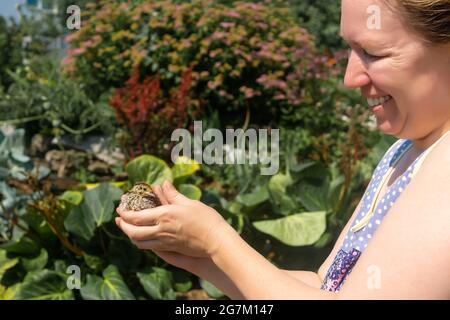 Die Farmerin hält ihr häusliche Wachtelhuhnchen zärtlich in den Händen im Freien Stockfoto