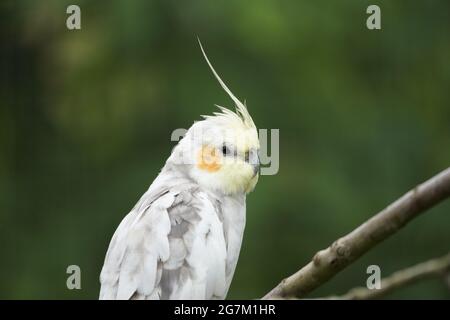 Porträt eines Nymphensittichs vor grünem Hintergrund. Vogel mit gelbem, grauem und weißem Gefieder. Nymphicus hollandicus Stockfoto