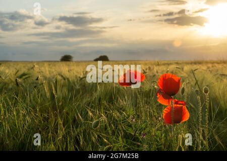 Sonnenuntergang über Getreidefeld mit rotem Mohn Stockfoto