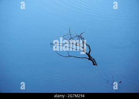 Alter und trockener Zweig in einem Fluss mit blauem Himmel Reflexion auf Wasser, abstraktes Naturfoto Stockfoto