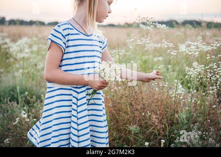 Kleines Mädchen pflückt wilde Blumen im gelben Weizenfeld bei Sonnenuntergang Sommerlandschaft, Sommer landwirtschaftlichen Hintergrund mit reifen Weizenspitzen Stockfoto