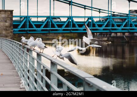 Möwen auf der Ufermauer bereit, wegzufliegen. Möwen fliegen gegen die Brücke in der Stadt. Horizontales Foto Stockfoto