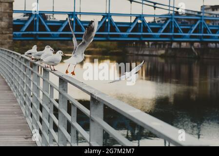 Möwen auf der Ufermauer bereit, wegzufliegen. Möwen fliegen gegen die Brücke in der Stadt. Horizontales Foto Stockfoto