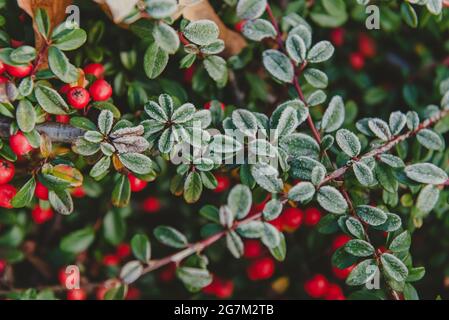 Gefrorene Cotoneaster Beeren und Blätter. Rote Cotoneaster Beeren und Blätter bedeckt mit Reif an einem kalten Wintertag, horizontales Foto Stockfoto