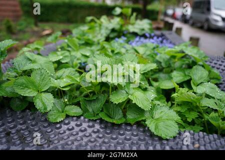 Hamburg, Deutschland. Mai 2021. An einer Straßenkreuzung im Stadtteil Bahrenfeld ist ein sogenannter Gemeinschaftsgarten zu sehen. Kredit: Marcus Brandt/dpa/Alamy Live Nachrichten Stockfoto