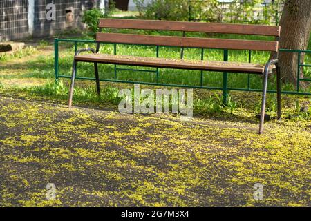 Frühlingspollen auf der Straße. Blühende Bäume in der Stadt. Allergieauslösende Pollen von Pflanzen liegen auf dem Boden. Blühende Pflanzen im Frühjahr. Stockfoto