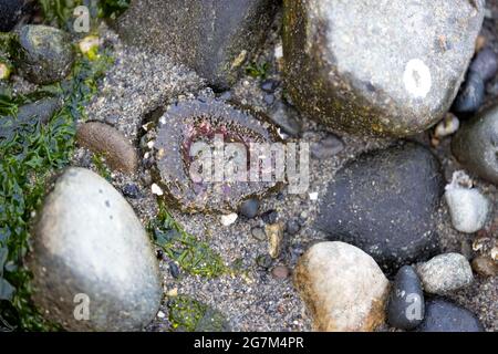 Eine geschlossene Meeresanenome, die bei Ebbe von Felsen und Seetang umgeben ist Stockfoto