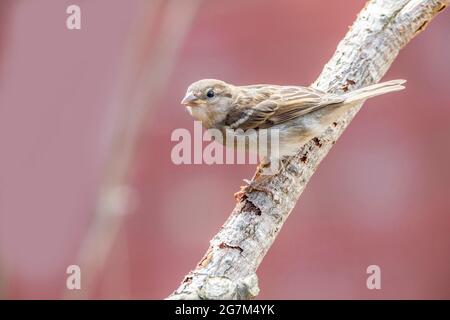Junge weibliche Haussparrow Passer domesticus Passeridae, die auf Totholz mit einem unfokussierten Hintergrund sitzen, Northampton, England, Großbritannien. Stockfoto