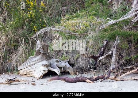 Grünes Gras und Treibholz in der Nähe der Küste im Bundesstaat washington Stockfoto