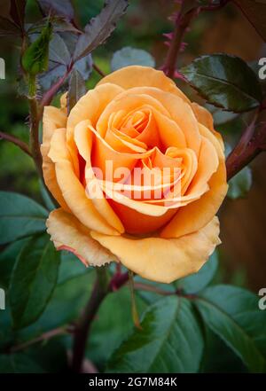 Rose (Rosa). Orange/Gelb. „einfach das Beste“ (Macamster). Hybrid-Tee, Buschrose. Stockfoto