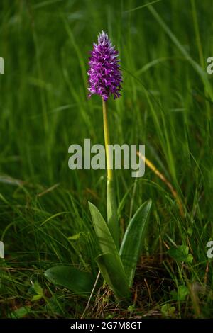 Military Orchid - Orchis militaris, schöne farbige blühende Pflanze aus europäischen Wiesen und Sümpfen, Tschechische Republik. Stockfoto