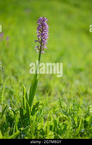 Military Orchid - Orchis militaris, schöne farbige blühende Pflanze aus europäischen Wiesen und Sümpfen, Tschechische Republik. Stockfoto