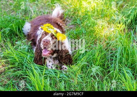 Lustiger englischer Springer Spaniel mit einem Dandelionskranz liegt auf dem Feld Stockfoto