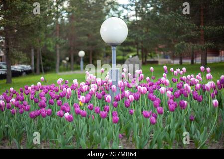 Blumen in einem Blumenbeet in der Stadt. Eine Lampe zwischen Blumen. Urbane Einrichtung. Stockfoto