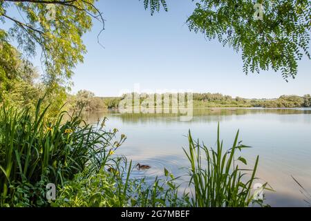 Ruhige Aussicht, hinter dem Schilf und unter dem Schatten der Bäume. Blick über die Gewässer des Spade Oak Nature Reserve, Buckinghamshire, England. Stockfoto