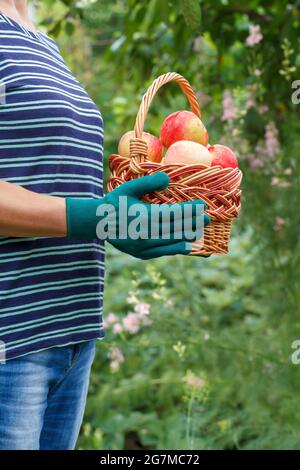 Die Frau hält einen Korbkorb mit roten Äpfeln in den Händen Stockfoto