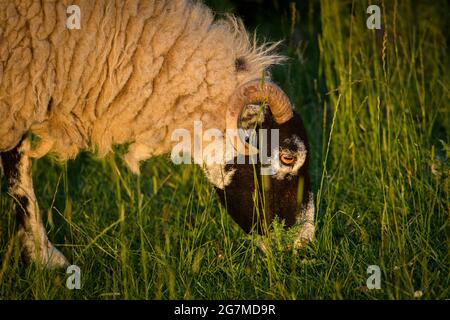 Ein erwachsenes Swaledale-Schaf auf dem Farmfeld, steht beim Essen von langem Gras in goldenem Abendlicht (Kopf, Gesicht, Horn, Nahaufnahme) - Yorkshire, England, VEREINIGTES KÖNIGREICH. Stockfoto