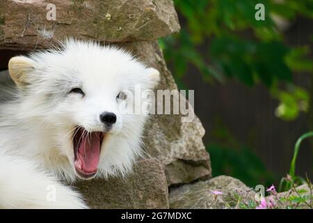 Porträt eines arktischen Fuchses. Gähnende Tier mit weißem Fell. Vulpes lagopus. Stockfoto