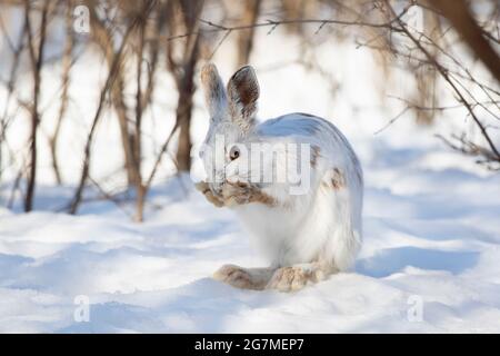 Weißer Schneeschuhhase oder wechselnder Hase, der sich im Winterschnee in Ottawa, Kanada, reinigt Stockfoto
