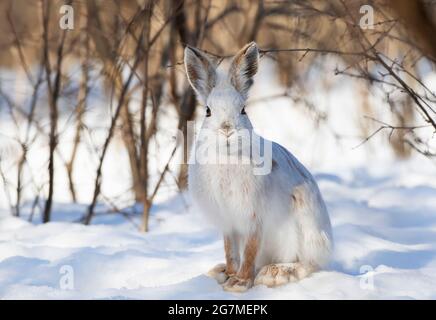 Weißer Schneeschuhhase oder wechselnder Hase im Winter in Ottawa, Kanada Stockfoto