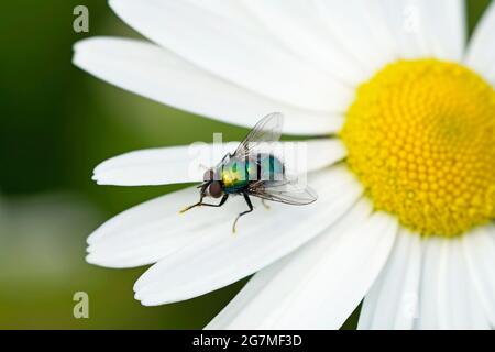 Grün schimmernde Fliege in Nahaufnahme. Calliphoridae. Insekt auf weißen Blütenblättern. Fly reinigt ihre Füße. Stockfoto