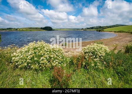 Der Siblyback Lake ist ein großer Stausee, umgeben von der wilden und interessanten Landschaft von Bodmin Moor in Cornwall, England, Stockfoto