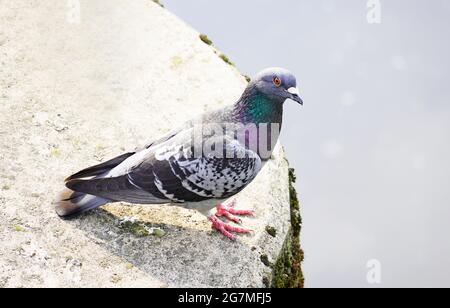 Straßentaube in Nahaufnahme. Columbidae. Vogel in der Stadt. Stockfoto