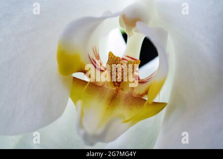 Nahaufnahme eines weißen Tigers Kopf Orchidee Stockfoto